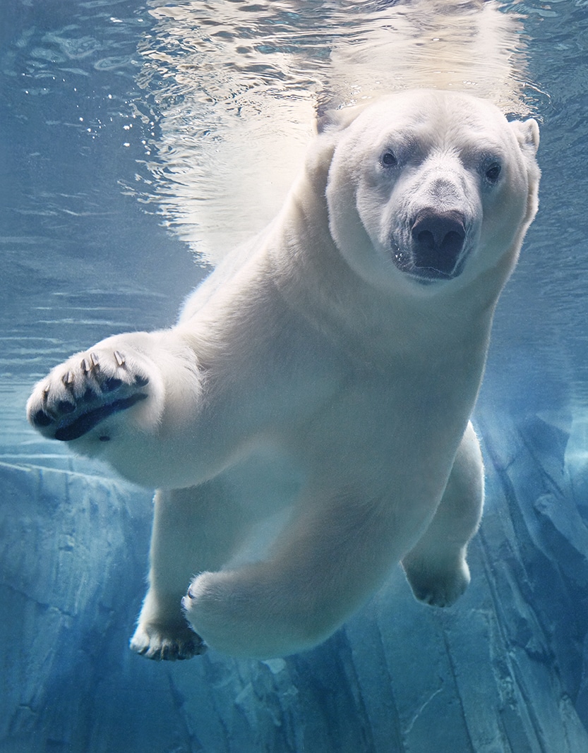 Polar-Bear-Swimming.jpg